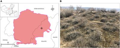 Exogenous Microorganisms Promote Moss Biocrust Growth by Regulating the Microbial Metabolic Pathway in Artificial Laboratory Cultivation